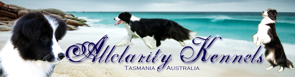 Allclarity Kennels