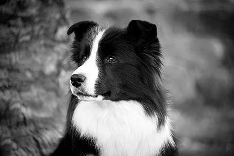 Sup Ch Allclarity Collectors Edition ET