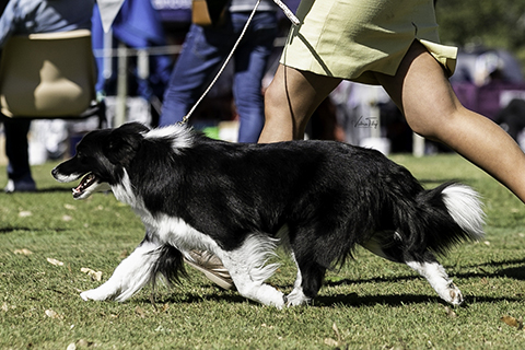 Ch Allclarity California Sparkle