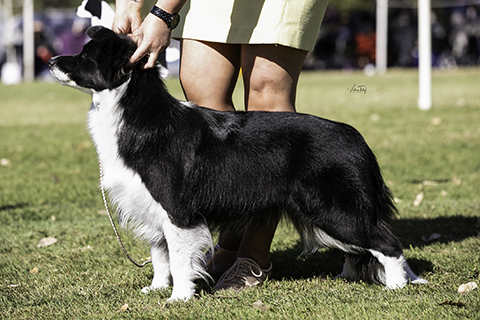 Ch Allclarity California Sparkle